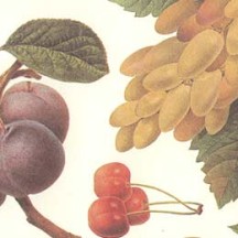 Mixed Fruit Botanical Print Paper ~ Kartos Italy